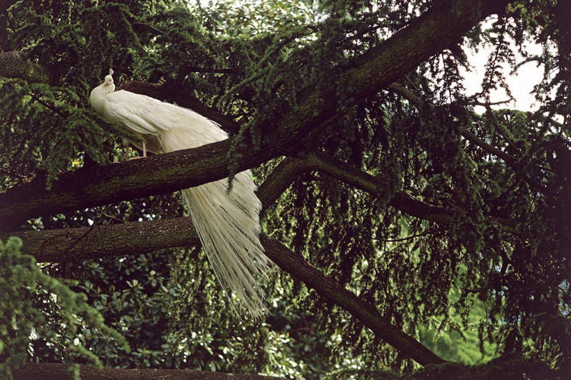 无人,横图,室外,孔雀,鸟类,枝,树,动物,摄影,栖息,白孔雀,彩图,鸡形目