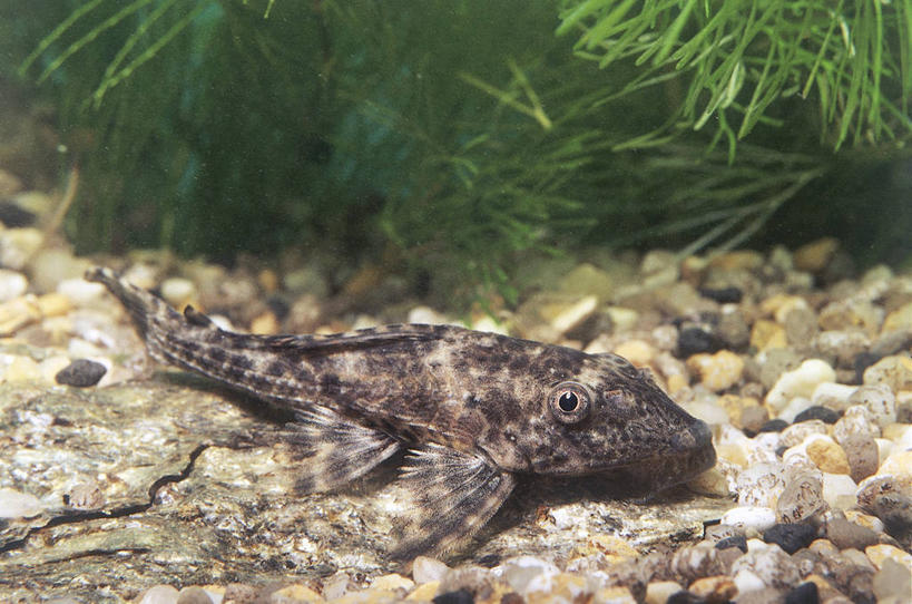 无人,横图,室内,特写,野生动物,鱼类,水族馆,摄影,彩图,动物学