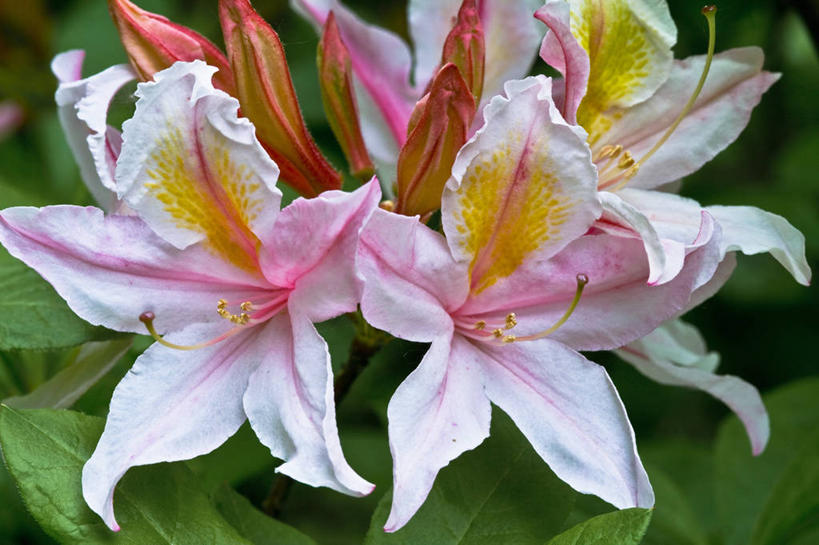 无人,横图,室外,特写,白天,美景,植物,杜鹃花,英国,景观,英格兰,花,花瓣,粉色,黄色,自然,景色,摄影,灌木,自然风光,式样,彩图,对焦