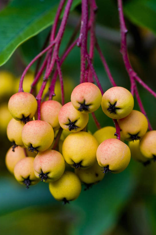 无人,竖图,室外,特写,白天,美景,植物,浆果,英国,景观,英格兰,冬青树,黄色,自然,橙色,景色,摄影,灌木,自然风光,秋天,彩图,对焦