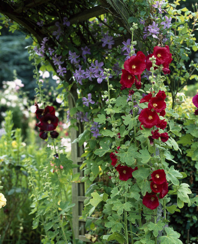 无人,攀登,竖图,室外,白天,美景,植物,英国,庭院,景观,拱门,铁线莲,英格兰,花,花瓣,红色,紫色,自然,夏天,景色,摄影,灌木,自然风光,蜀葵,彩图,多年生植物