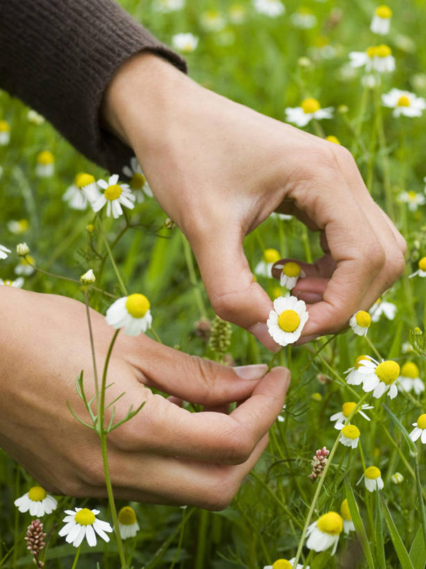 成年人,手,一个人,竖图,室外,特写,白天,采摘,美景,植物,英国,仅一个年轻女性,仅一个女性,仅一个人,药,景观,园艺,英格兰,花,花瓣,黄色,白色,自然,景色,人体,摄影,生活方式,部分,艾菊,菊科植物,草本,自然风光,年轻女性,女人,女性,年轻人,彩图