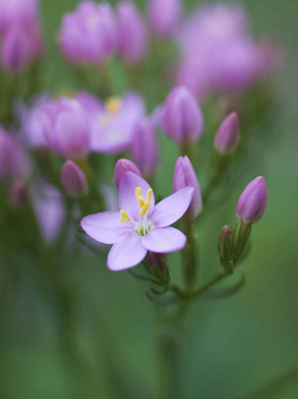 无人,竖图,室外,特写,白天,美景,植物,英国,景观,英格兰,花,花瓣,粉色,自然,景色,摄影,自然风光,柔焦,彩图