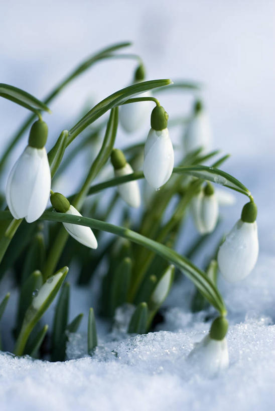 无人,竖图,室外,特写,白天,美景,雪,植物,蔬菜,英国,新鲜,景观,冬天,食品,英格兰,花,花瓣,食物,白色,自然,景色,摄影,有机食品,绿色食品,自然风光,雪花莲,彩图,对焦,二月
