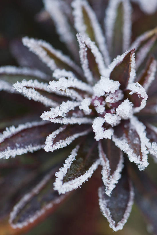 无人,竖图,室外,特写,白天,美景,植物,叶子,英国,冰,景观,草药,药草,霜,英格兰,中药,红色,紫色,白色,自然,景色,寒冷,摄影,自然风光,药材,中草药,中药材,本草,马利筋,彩图