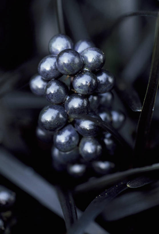 无人,竖图,黑白,室外,特写,白天,美景,植物,浆果,英国,景观,英格兰,自然,景色,摄影,自然风光,观赏草,秋天,对焦