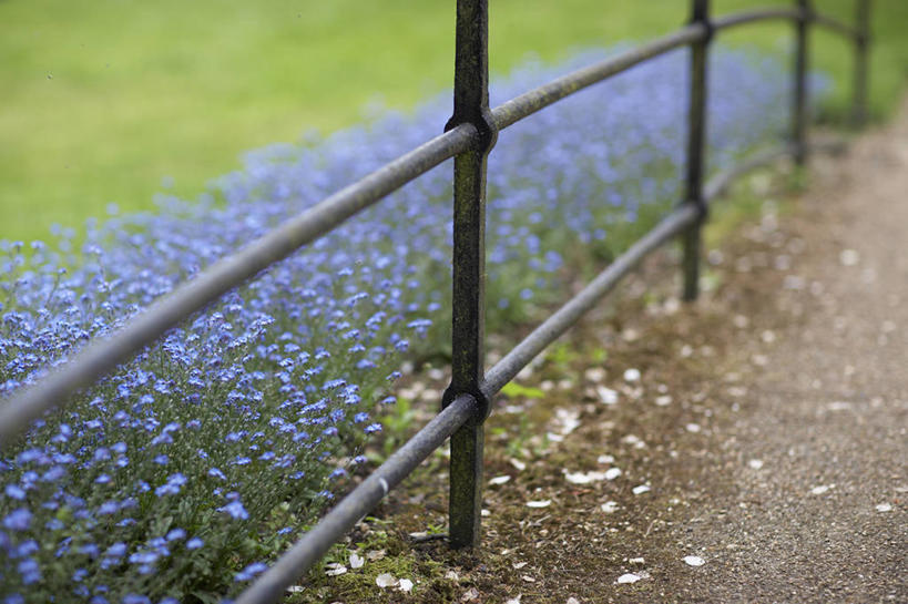无人,栏杆,横图,室外,白天,美景,植物,勿忘我,英国,金属,花坛,景观,篱笆,英格兰,花,蓝色,黑色,自然,景色,摄影,涂料,自然风光,边界,柔焦,彩图