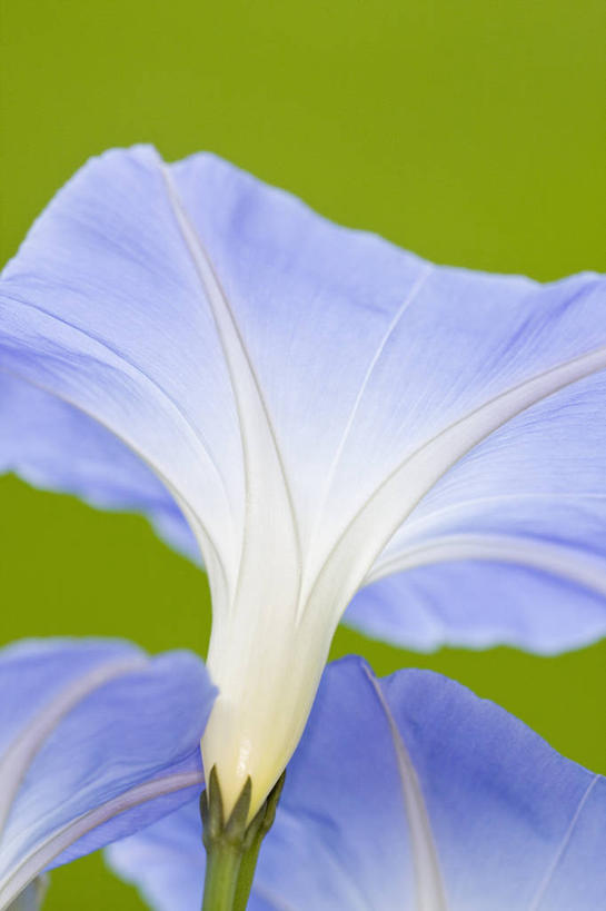 无人,攀登,竖图,室外,特写,白天,美景,植物,英国,景观,英格兰,花,花瓣,蓝色,白色,自然,夏天,景色,摄影,清新,自然风光,牵牛花,番薯,彩图,对焦