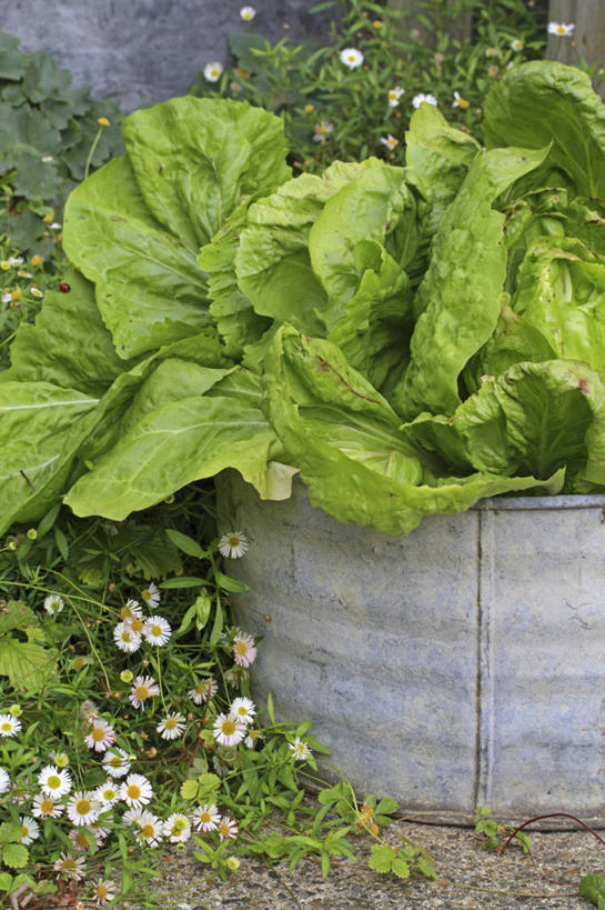 无人,竖图,室外,白天,美景,植物,蔬菜,叶子,花盆,英国,金属,景观,菊苣,莴苣,食品,饮食,英格兰,绿色,自然,容器,夏天,景色,摄影,自然风光,彩图