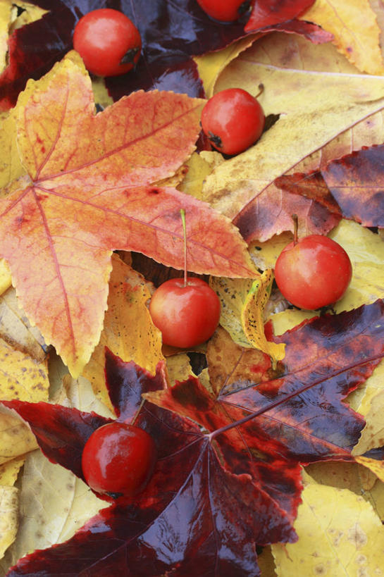 无人,竖图,室外,特写,白天,美景,植物,静物,水果,叶子,英国,景观,海棠,果树,英格兰,树,树木,黄色,红色,绿色,自然,橙色,景色,摄影,生长,成长,自然风光,苹果树,秋天,彩图,对焦