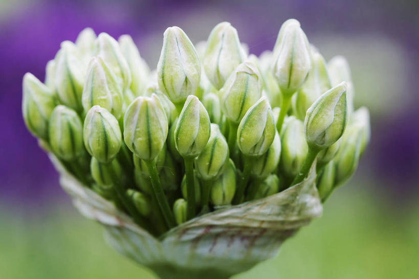 无人,横图,室外,特写,白天,美景,植物,英国,开,景观,花蕾,英格兰,花,花瓣,绿色,白色,自然,景色,摄影,显现,自然风光,彩图,对焦