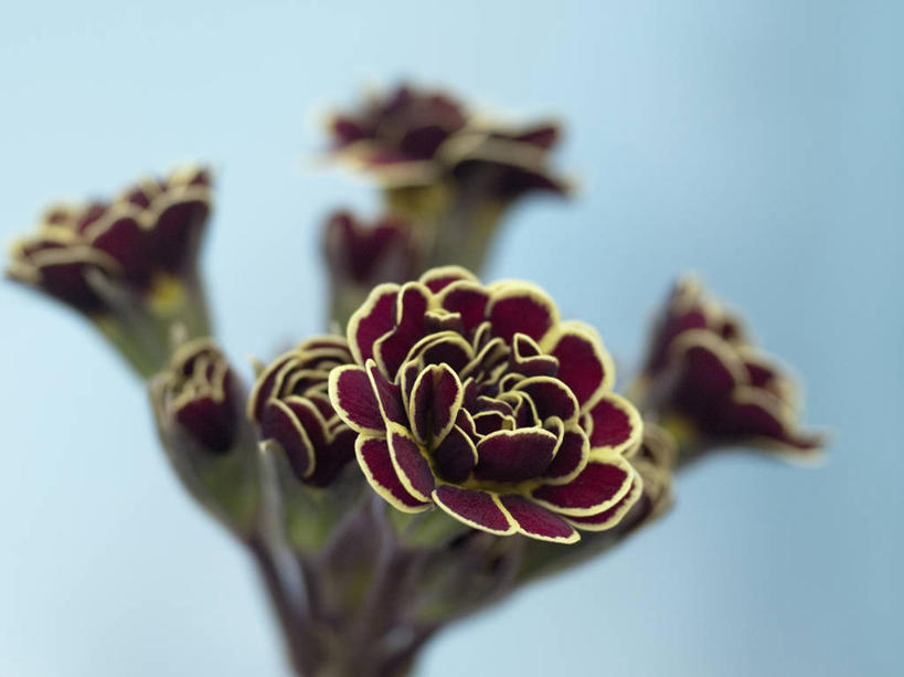 无人,横图,室外,特写,白天,美景,植物,英国,景观,英格兰,花,花瓣,黄色,红色,自然,春天,景色,摄影,自然风光,柔焦,樱草花,式样,彩图