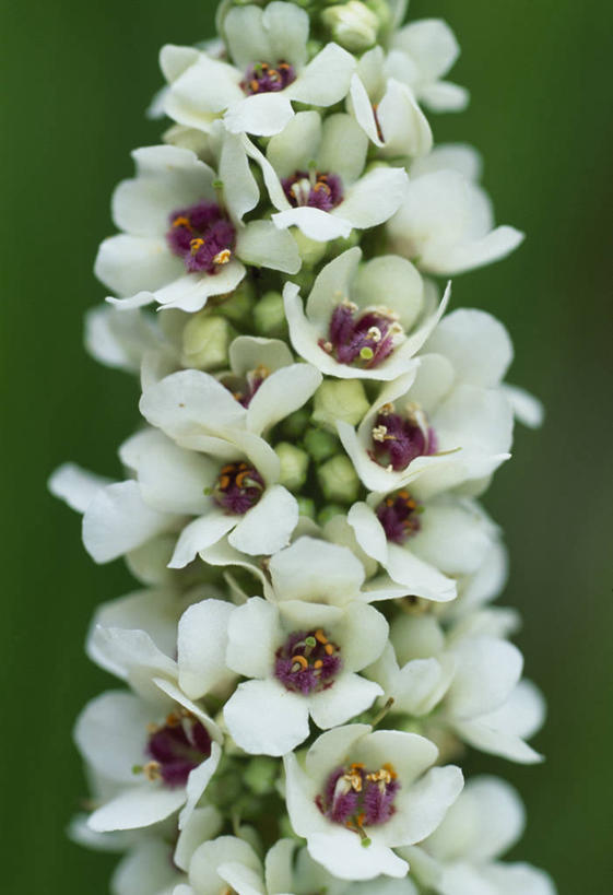 无人,竖图,室外,特写,白天,美景,植物,英国,景观,草药,药草,英格兰,中药,花,花瓣,白色,自然,夏天,景色,摄影,自然风光,药材,中草药,中药材,本草,毛蕊花,毒鱼草,彩图,多年生植物