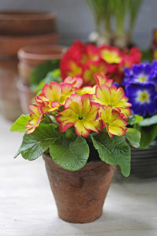 无人,竖图,室内,特写,白天,美景,植物,静物,花盆,英国,景观,英格兰,花,黄色,红色,自然,容器,春天,景色,摄影,自然风光,樱草花,彩图