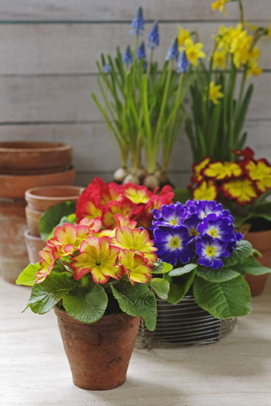 无人,竖图,室内,白天,美景,植物,水仙花,静物,花盆,英国,篮子,景观,英格兰,花,自然,容器,春天,景色,摄影,金属丝,自然风光,樱草花,葡萄风信子,彩图