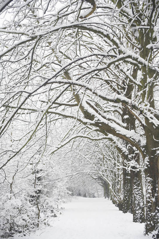 无人,横图,竖图,室外,白天,美景,树林,雪,植物,英国,景观,冬天,小路,枝,英格兰,树,白色,自然,景色,摄影,园林,灌木,自然风光,落叶树,彩图,对焦,花园路