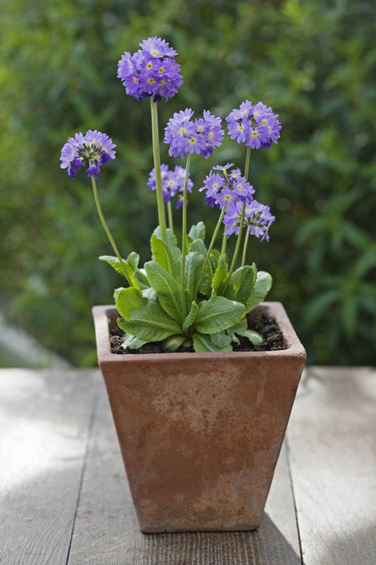 无人,竖图,室外,特写,白天,美景,植物,静物,花盆,英国,景观,英格兰,花,花瓣,紫色,自然,容器,春天,景色,摄影,自然风光,樱草花,彩图