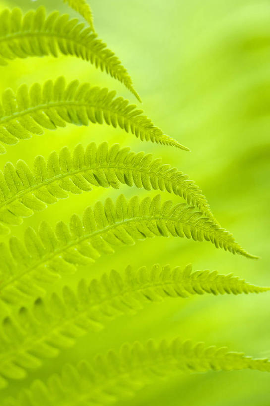 无人,竖图,室外,特写,白天,美景,植物,叶子,英国,景观,英格兰,绿色,自然,春天,景色,摄影,蕨类,自然风光,复叶,彩图