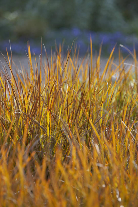 无人,竖图,室外,白天,美景,植物,叶子,英国,景观,英格兰,草,黄色,自然,春天,橙色,景色,摄影,自然风光,观赏草,彩图,对焦