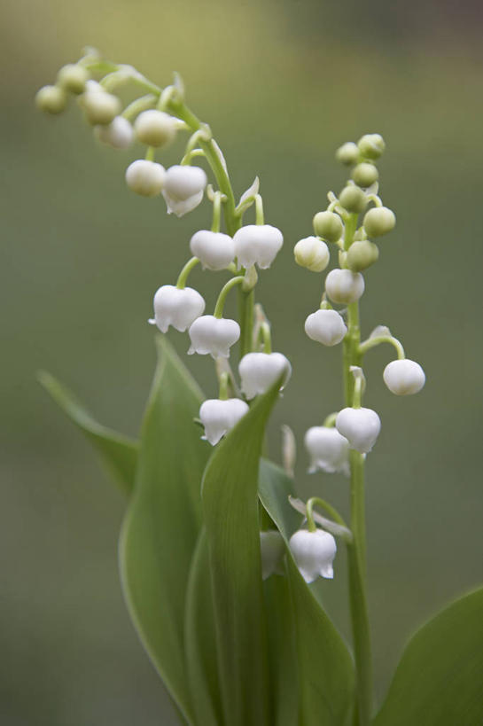 无人,竖图,室外,特写,白天,美景,植物,英国,景观,花,花瓣,白色,自然,春天,景色,摄影,铃兰,自然风光,彩图