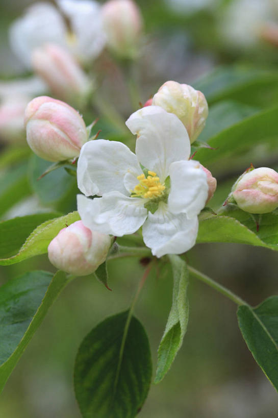 无人,竖图,室外,特写,白天,美景,植物,苹果,英国,景观,英格兰,花,花瓣,花朵,树,白色,自然,春天,景色,摄影,自然风光,苹果花,苹果树,落叶树,彩图,对焦