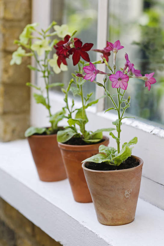 无人,竖图,室外,特写,白天,美景,植物,静物,花盆,英国,景观,英格兰,窗台,花,粉色,红色,自然,容器,夏天,景色,摄影,自然风光,花烟草,烟草,彩图