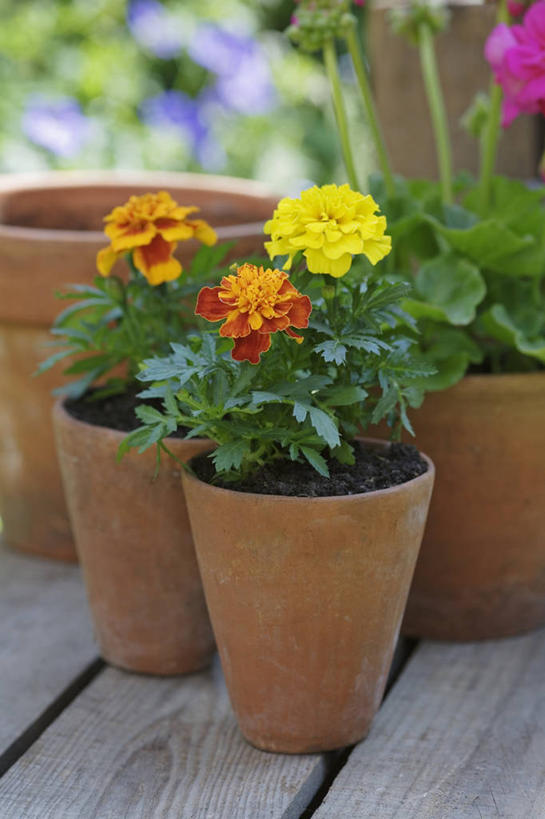 无人,竖图,室外,特写,白天,美景,植物,静物,花盆,英国,景观,万寿菊,英格兰,花,黄色,自然,容器,夏天,橙色,景色,摄影,自然风光,彩图