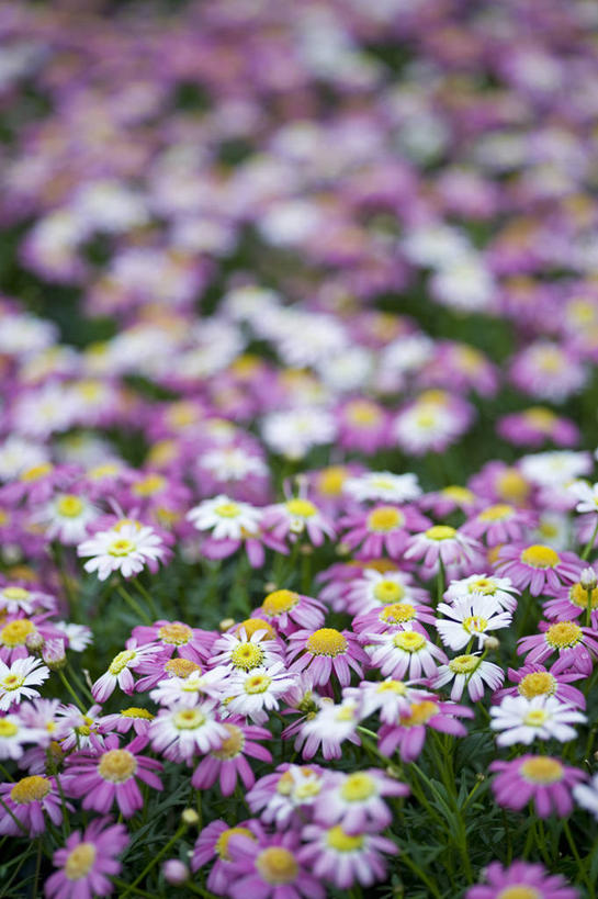 无人,竖图,室外,特写,白天,美景,植物,英国,景观,茼蒿菊,英格兰,花,花瓣,粉色,白色,自然,夏天,景色,摄影,自然风光,彩图,对焦