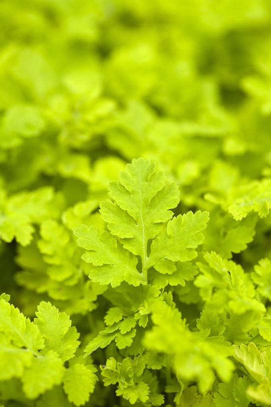 无人,竖图,室外,特写,白天,美景,植物,叶子,英国,景观,英格兰,绿色,自然,夏天,景色,摄影,艾菊,菊科植物,自然风光,柔焦,彩图,对焦