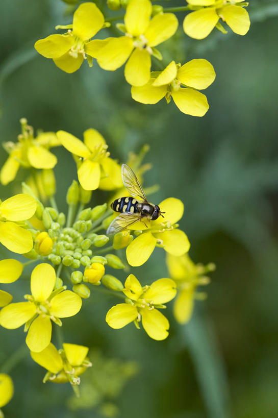 无人,竖图,室外,特写,白天,美景,植物,野生动物,英国,昆虫,景观,蔬菜沙拉,英格兰,花,花瓣,黄色,自然,夏天,景色,摄影,自然风光,食蚜蝇,彩图