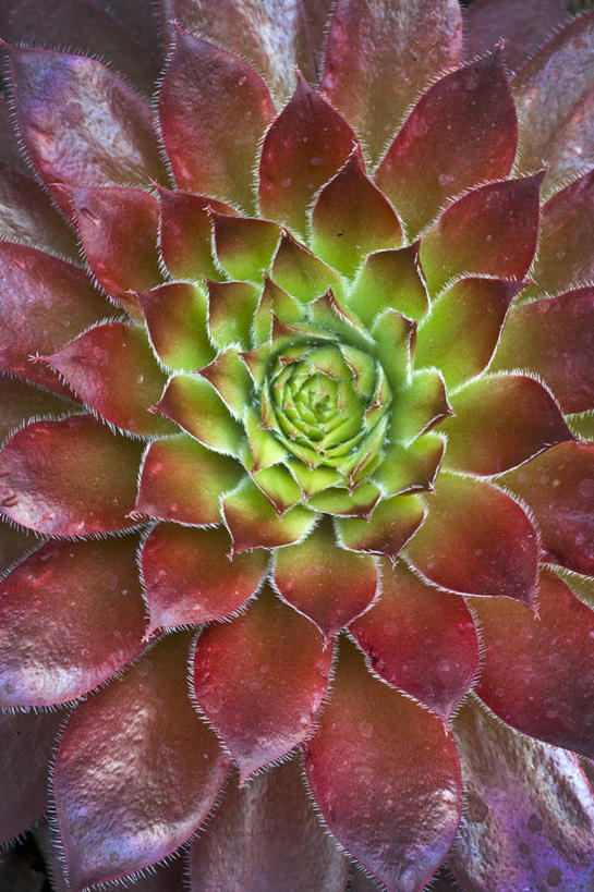 无人,竖图,室外,特写,白天,背景,美景,植物,叶子,英国,景观,英格兰,红色,绿色,自然,景色,摄影,石莲花,自然风光,彩图,全画面,全框架,全帧,肉质植物,全画幅,对焦,长生花