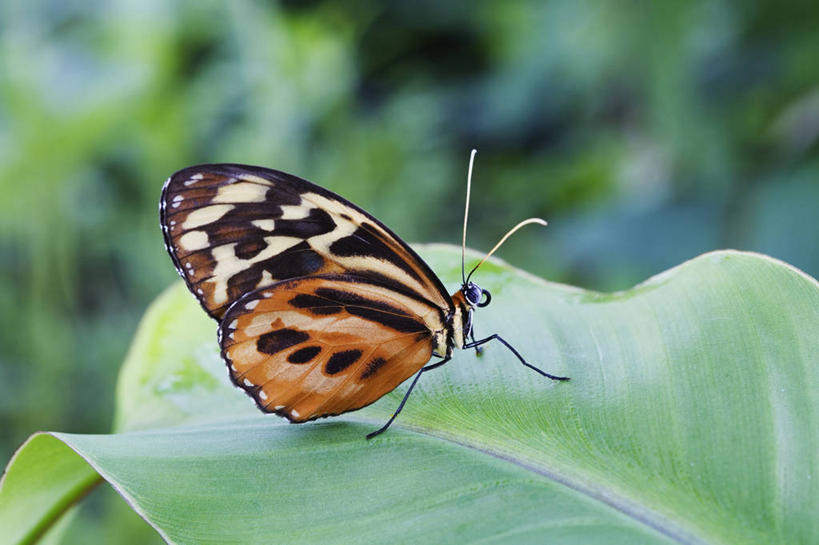 无人,横图,室外,特写,白天,留白,美景,植物,野生动物,蝴蝶,叶子,英国,昆虫,景观,褐色,香蕉树,英格兰,自然,橙色,景色,摄影,自然风光,赫特福德郡,彩图,对焦