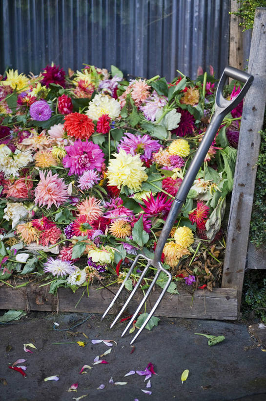 无人,竖图,室外,白天,感激,美景,植物,金属制品,英国,新鲜,金属,工具,景观,园艺,大丽花,垃圾桶,设备,英格兰,物品,花,自然,夏天,菊花,景色,摄影,大理花,耙子,天竺牡丹,自然风光,农具,循环利用,大丽菊,吉利,新意,富丽,大方,耕具,新颖,彩图,背叛,地瓜花,东洋菊,堆肥,回收桶