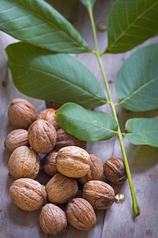 无人,竖图,特写,白天,农业,农作物,美景,植物,静物,叶子,英国,景观,食品,褐色,饮食,英格兰,绿色,自然,景色,摄影,自然风光,选择,胡桃,胡桃树,秋天,彩图