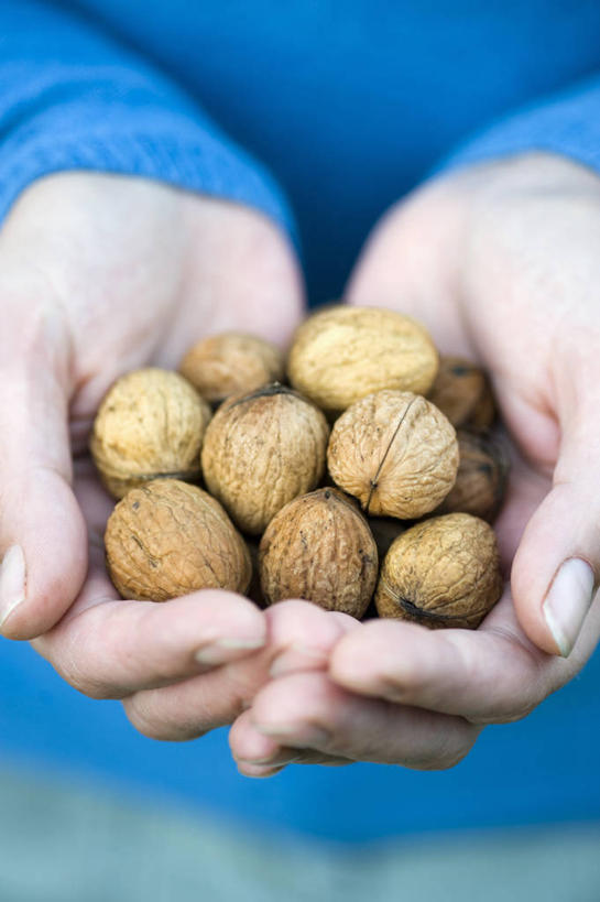 中年人,手,一个人,竖图,室外,特写,白天,正面,农业,农作物,美景,植物,英国,一把,景观,园艺,食品,坚果,拿着,饮食,英格兰,自然,景色,人体,摄影,生活方式,部分,自然风光,选择,胡桃,胡桃树,彩图,对焦