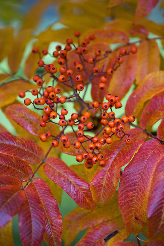 无人,竖图,室外,特写,白天,美景,植物,浆果,叶子,英国,景观,英格兰,红色,自然,橙色,景色,摄影,灌木,自然风光,山茱萸,落叶树,秋天,彩图,对焦