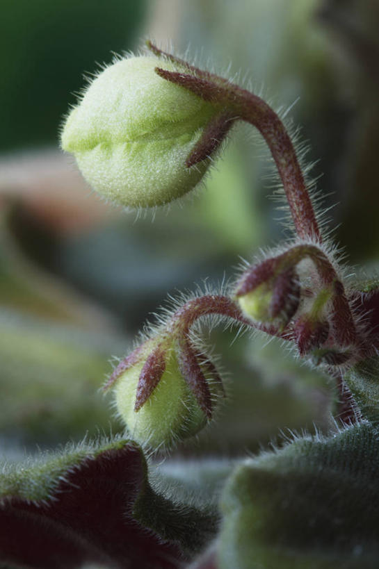 无人,竖图,室外,特写,白天,美景,植物,英国,景观,茎,花蕾,花,三个,绿色,白色,自然,夏天,景色,摄影,自然风光,非洲堇,彩图,对焦