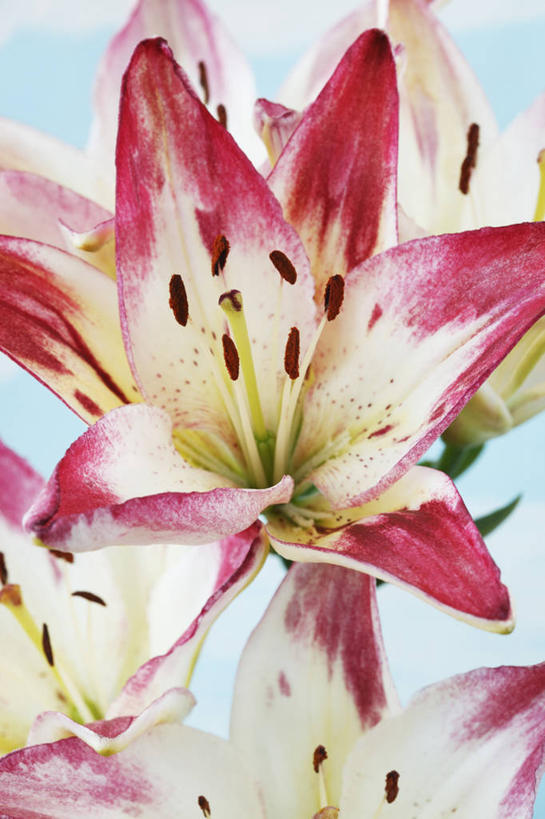 无人,竖图,彩色,室外,特写,白天,美景,植物,百合花,蔬菜,英国,新鲜,景观,食品,花,花瓣,食物,一个,粉色,自然,夏天,景色,摄影,有机食品,绿色食品,单个,五颜六色,色彩斑斓,自然风光,五彩缤纷,五彩斑斓,式样,五光十色,彩图,亚洲百合,对焦