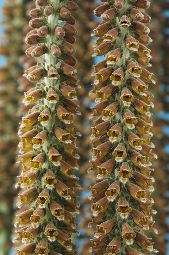 无人,竖图,室内,特写,白天,美景,植物,英国,并排,景观,尖顶,褐色,花,花瓣,两个,自然,夏天,景色,摄影,毛地黄,自然风光,彩图,多年生植物