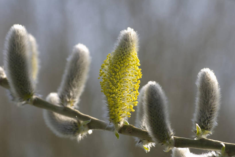 无人,横图,室内,特写,白天,美景,植物,英国,景观,冬天,花,树,黄色,灰色,自然,春天,景色,个性,摄影,灌木,自然风光,落叶树,彩图,褪色柳