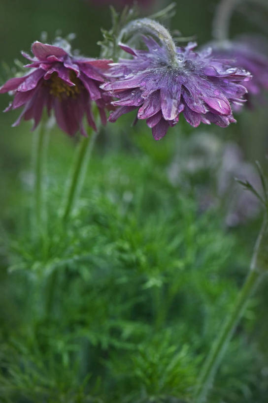 无人,竖图,室外,特写,白天,美景,植物,白头翁,英国,景观,花,花瓣,两个,紫色,自然,春天,景色,摄影,自然风光,彩图,对焦,多年生植物