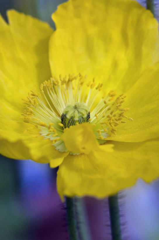 无人,竖图,室外,特写,白天,美景,植物,英国,景观,花,花瓣,一个,黄色,自然,夏天,景色,摄影,单个,自然风光,冰岛罂粟,彩图,对焦,多年生植物