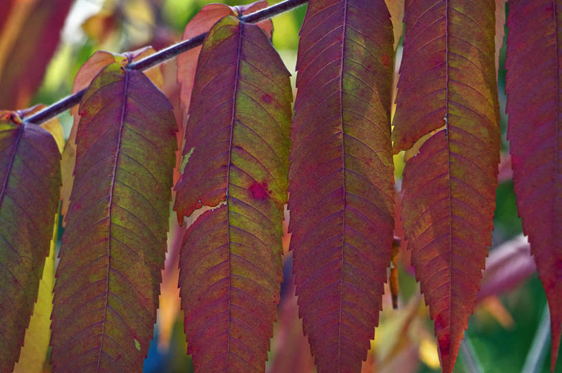 无人,横图,室外,特写,白天,美景,植物,叶子,英国,一排,整齐,景观,树,排列,红色,自然,四个,景色,摄影,队列,自然风光,落叶树,漆树,秋天,彩图