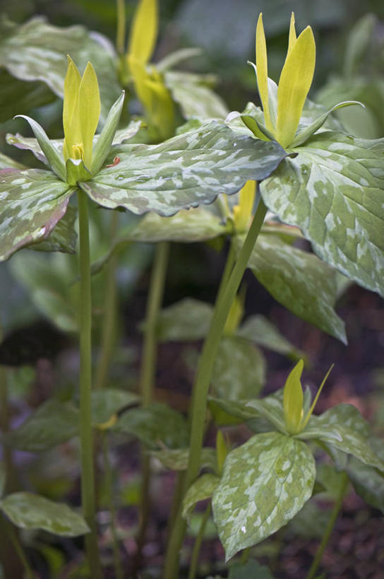 无人,竖图,室外,特写,白天,美景,植物,叶子,英国,景观,花,三个,黄色,绿色,自然,春天,景色,摄影,清新,自然风光,延龄草,彩图,对焦