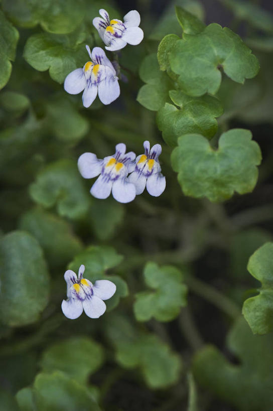 无人,竖图,室外,特写,白天,美景,植物,叶子,英国,景观,花,花瓣,蓝色,绿色,自然,夏天,景色,摄影,自然风光,苍白,彩图,对焦