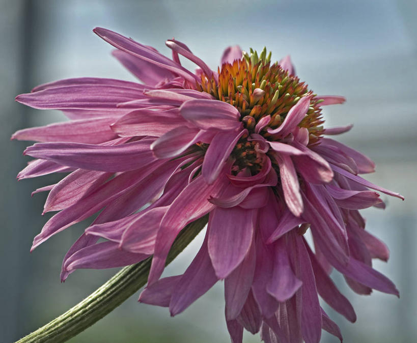 无人,横图,室外,特写,白天,美景,植物,英国,景观,花,一个,粉色,自然,夏天,景色,摄影,金花菊,单个,自然风光,紫锥花,彩图,对焦,多年生植物