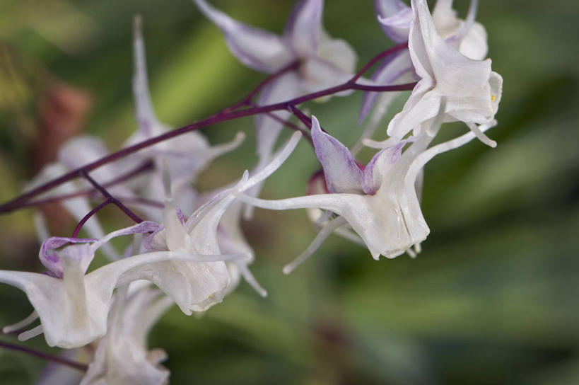 无人,横图,室外,特写,白天,美景,植物,英国,景观,花,粉色,白色,自然,春天,景色,摄影,自然风光,苍白,彩图,对焦,多年生植物