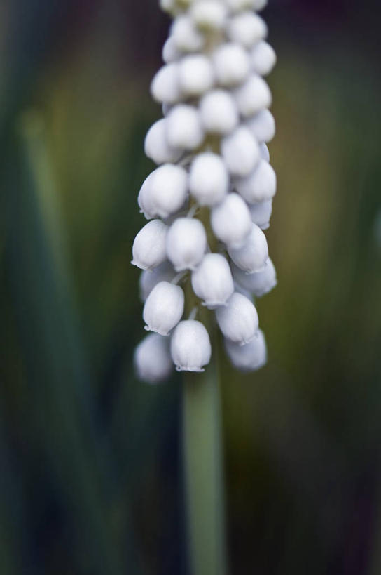 无人,竖图,室外,特写,白天,美景,植物,蔬菜,英国,新鲜,景观,食品,花,食物,一个,白色,自然,春天,景色,摄影,有机食品,绿色食品,单个,自然风光,柔焦,葡萄风信子,彩图