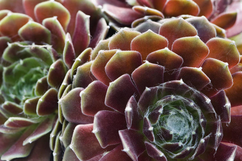 无人,横图,室外,特写,白天,美景,植物,叶子,英国,景观,两个,粉色,自然,生物,景色,摄影,锋利,尖锐,自然风光,青铜,彩图,肉质植物,长生花