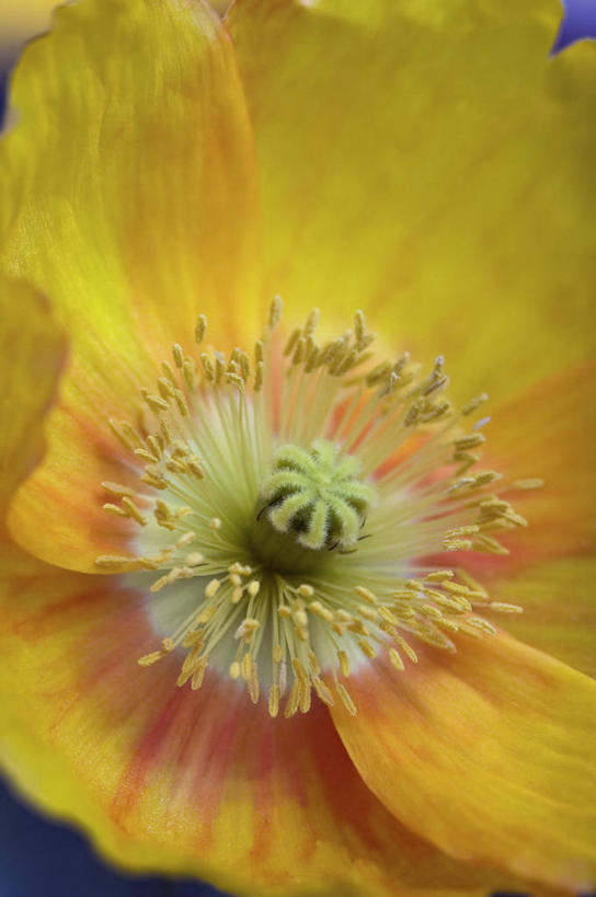 无人,竖图,彩色,室外,特写,白天,美景,植物,英国,景观,花,花瓣,黄色,自然,夏天,橙色,景色,摄影,五颜六色,色彩斑斓,雄蕊,自然风光,五彩缤纷,五彩斑斓,冰岛罂粟,五光十色,彩图,全画面,全框架,全帧,全画幅,对焦